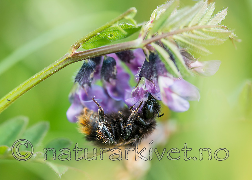 BB 15 0176 / Bombus ruderarius / Gresshumle <br /> Vicia sepium / Gjerdevikke