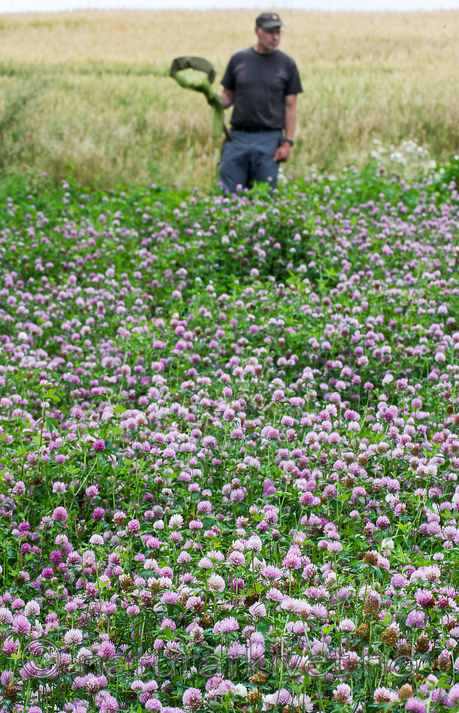 BB 15 0183 / Trifolium pratense / Rødkløver