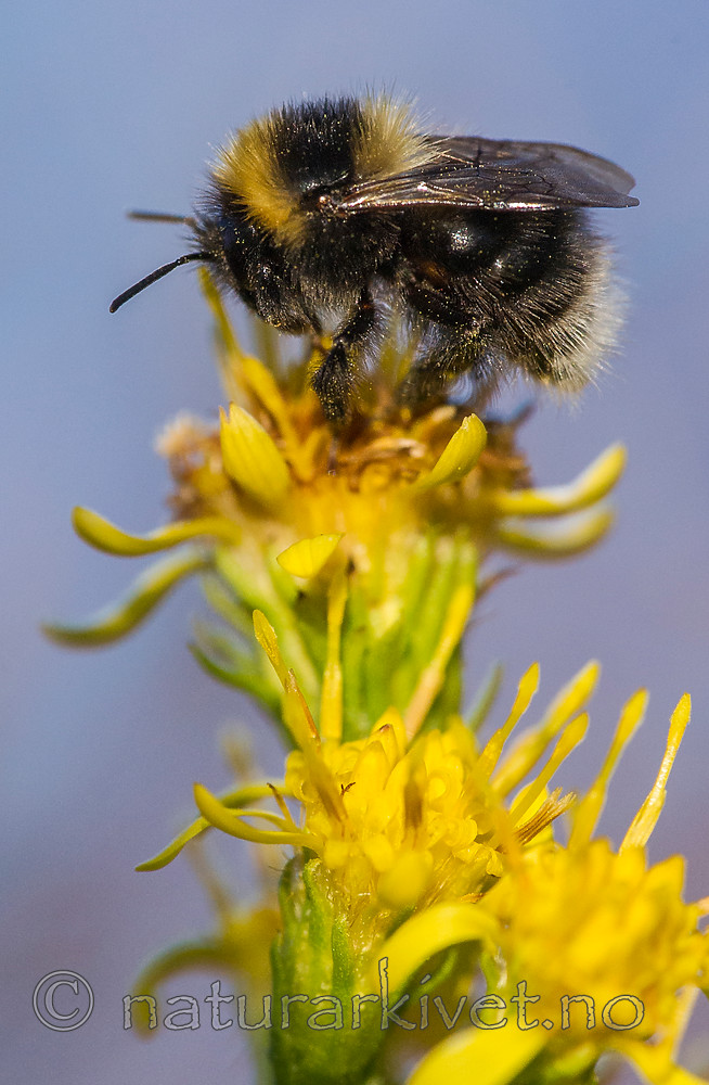 BB 15 0186 / Bombus jonellus / Lynghumle <br /> Solidago virgaurea / Gullris