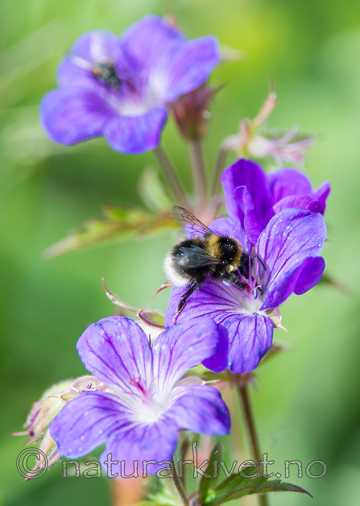 BB 15 0187 / Bombus jonellus / Lynghumle <br /> Geranium sylvaticum / Skogstorkenebb