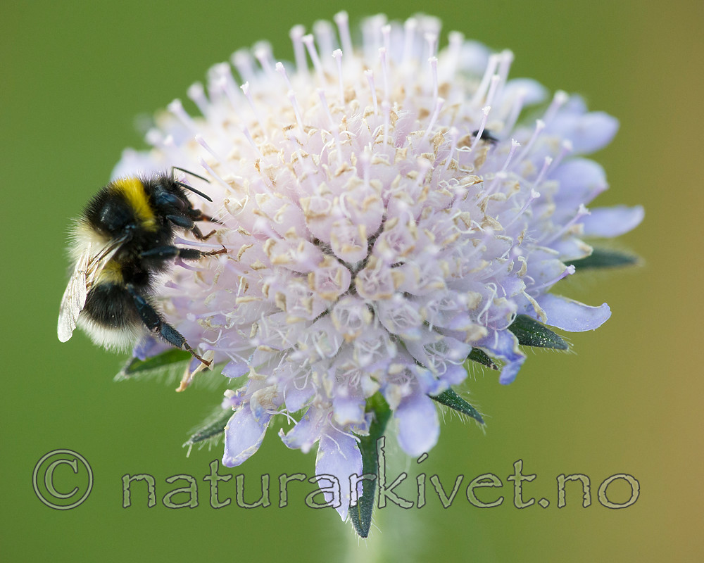 BB 15 0194 / Bombus jonellus / Lynghumle <br /> Knautia arvensis / Rødknapp