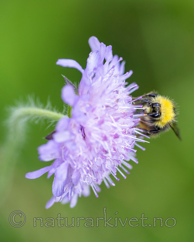 BB 15 0241 / Bombus pratorum / Markhumle <br /> Knautia arvensis / Rødknapp