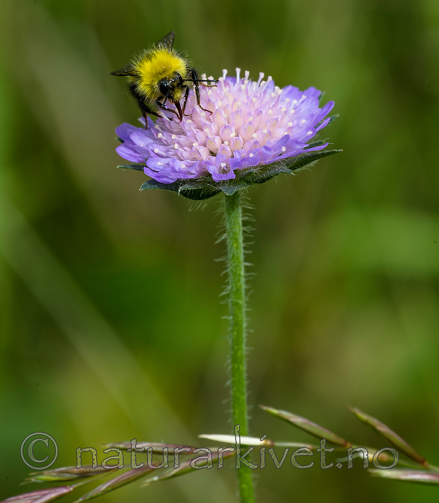 BB 15 0242 / Bombus pratorum / Markhumle <br /> Knautia arvensis / Rødknapp