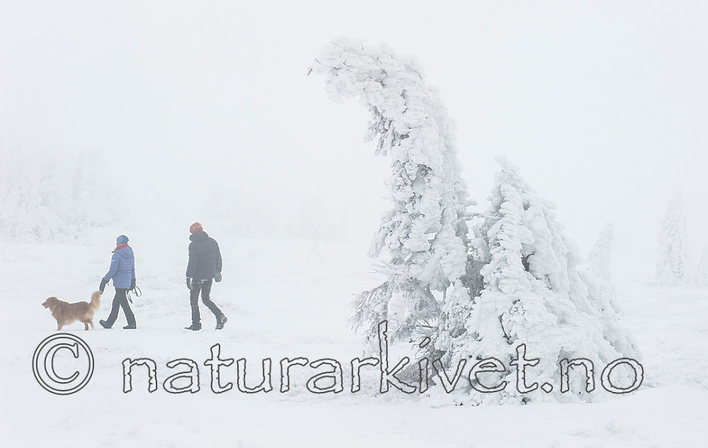 BB 15 0247 / Canis lupus familiaris / Hund <br /> Picea abies / Gran