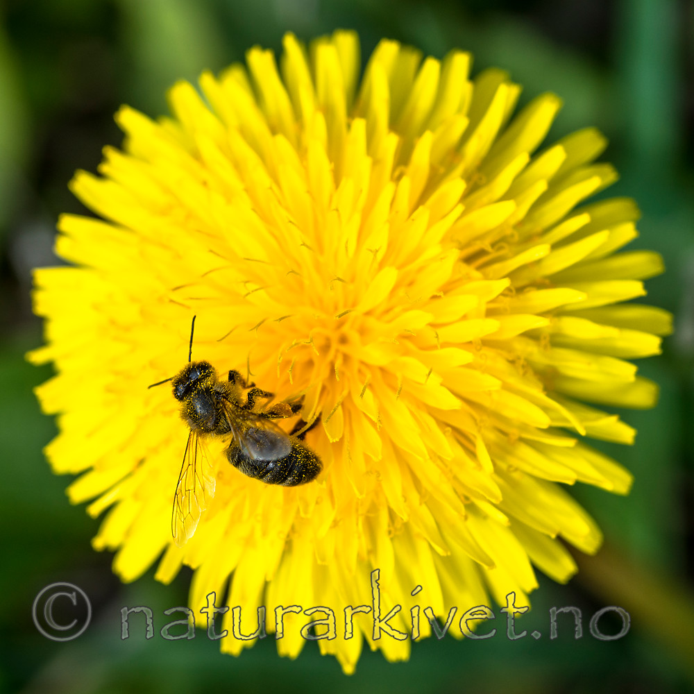 BB 15 0255 / Apis mellifera / Honningbie