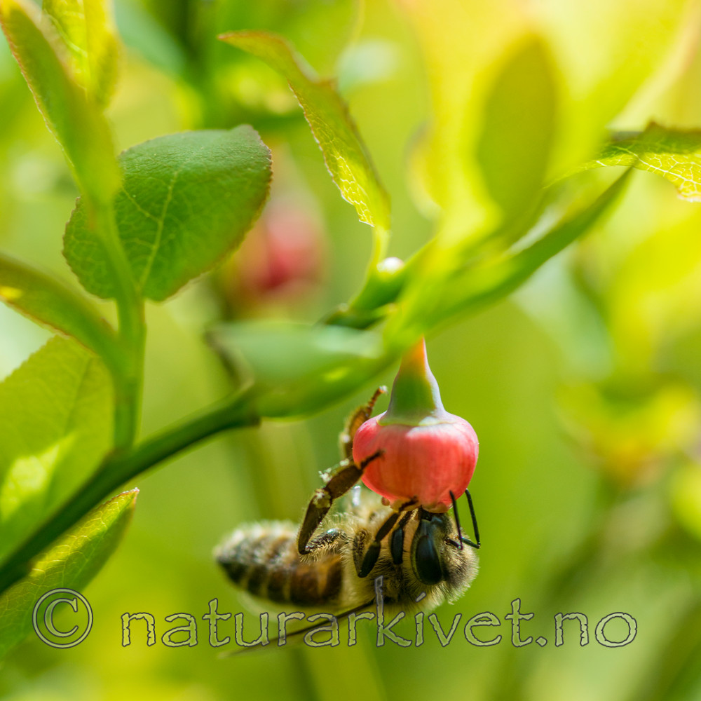 BB 15 0258 / Apis mellifera / Honningbie <br /> Vaccinium myrtillus / Blåbær