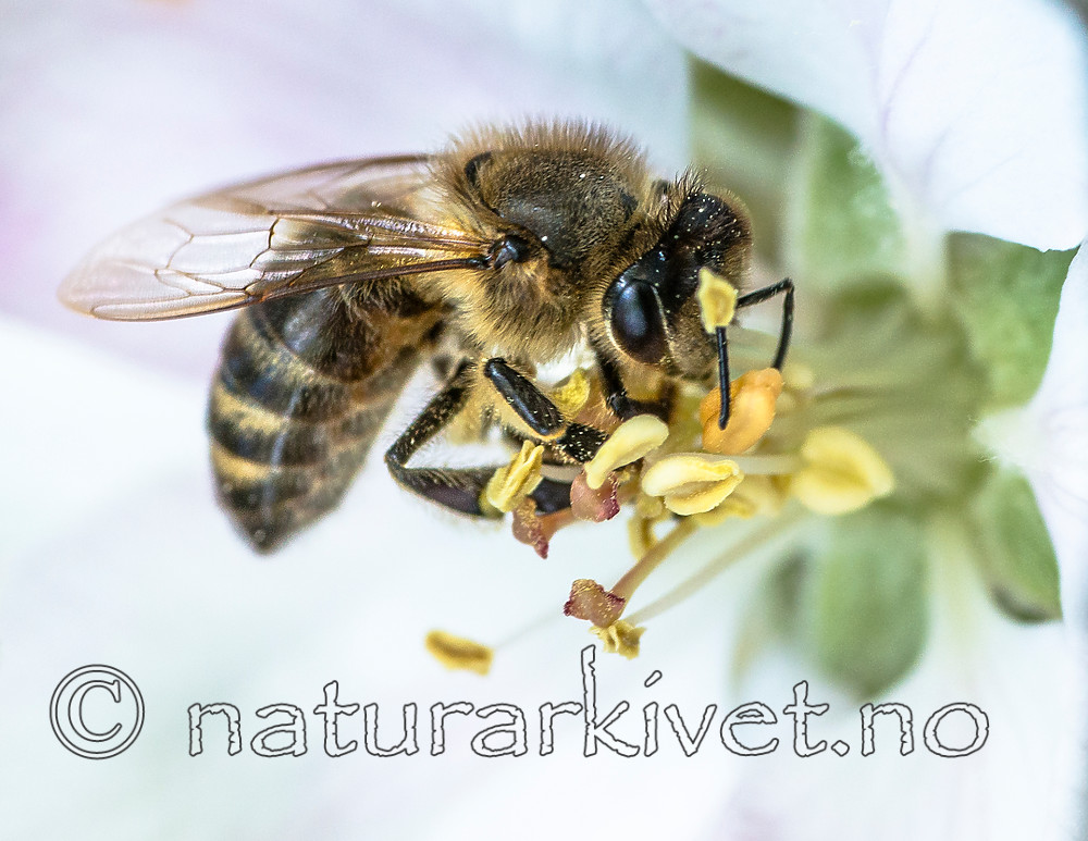 BB 15 0264 / Apis mellifera / Honningbie <br /> Malus ×domestica / Eple <br /> Prunus domestica / Plomme