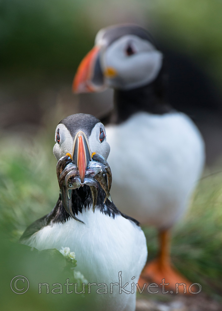 BB 15 0271 / Fratercula arctica / Lunde