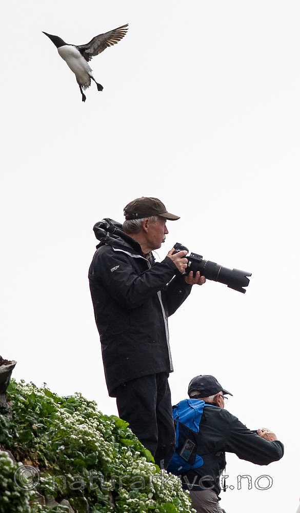 BB 15 0275 / Uria aalge / Lomvi