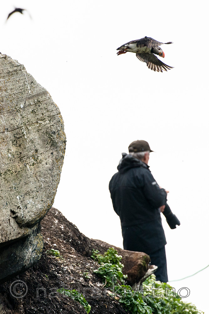 BB 15 0277 / Fratercula arctica / Lunde