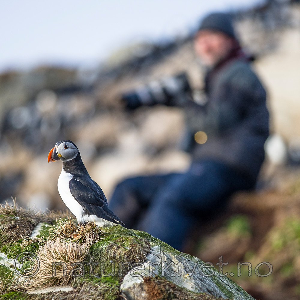 BB 15 0278 / Fratercula arctica / Lunde