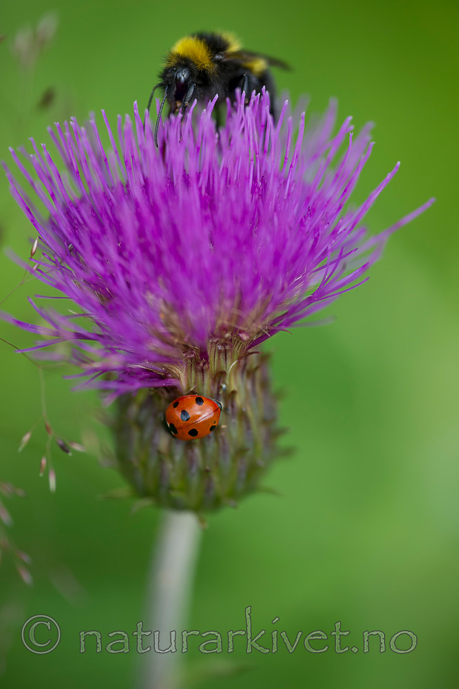 BB 15 0296 / Bombus hortorum / Hagehumle <br /> Cirsium heterophyllum / Hvitbladtistel <br /> Coccinella septempunctata / Sju-prikket marihøne