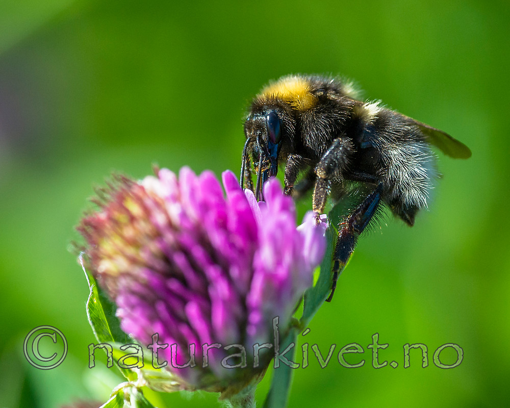 BB 15 0297 / Bombus hortorum / Hagehumle
