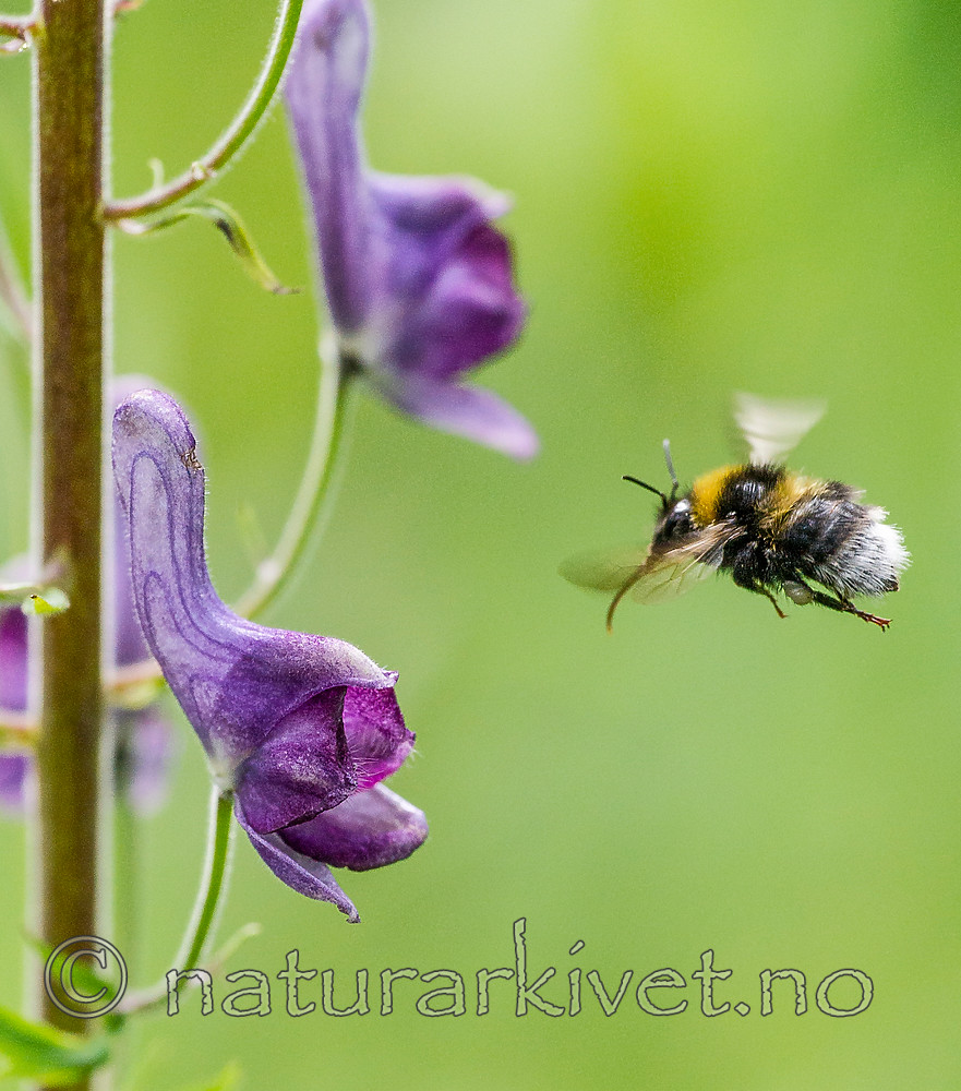 BB 15 0300 / Aconitum lycoctonum / Torhjelm <br /> Bombus hortorum / Hagehumle