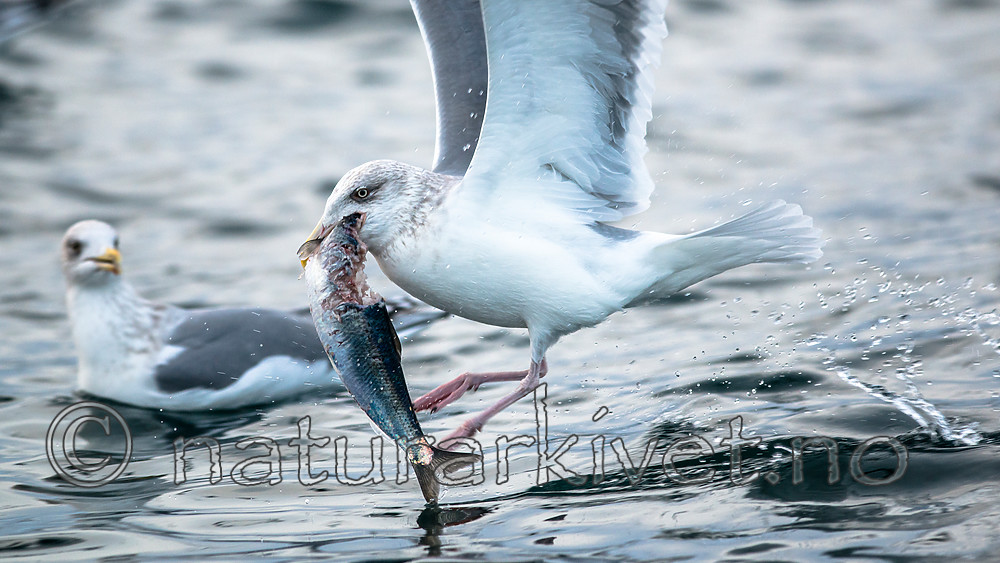 BB 15 0317 / Clupea harengus / Sild <br /> Larus argentatus / Gråmåke