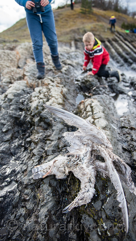 BB 15 0326 / Larus argentatus / Gråmåke