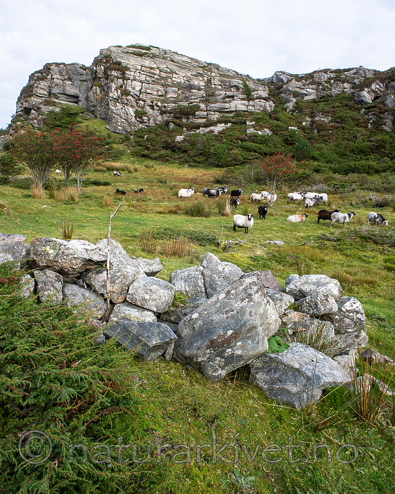 BB 15 0333 / Sorbus aucuparia / Rogn