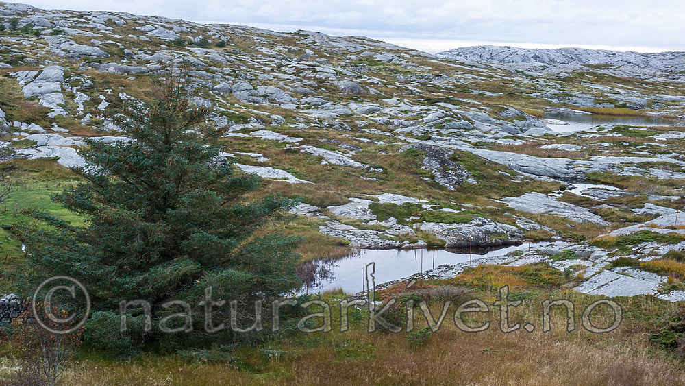 BB 15 0334 / Picea sitchensis / Sitkagran