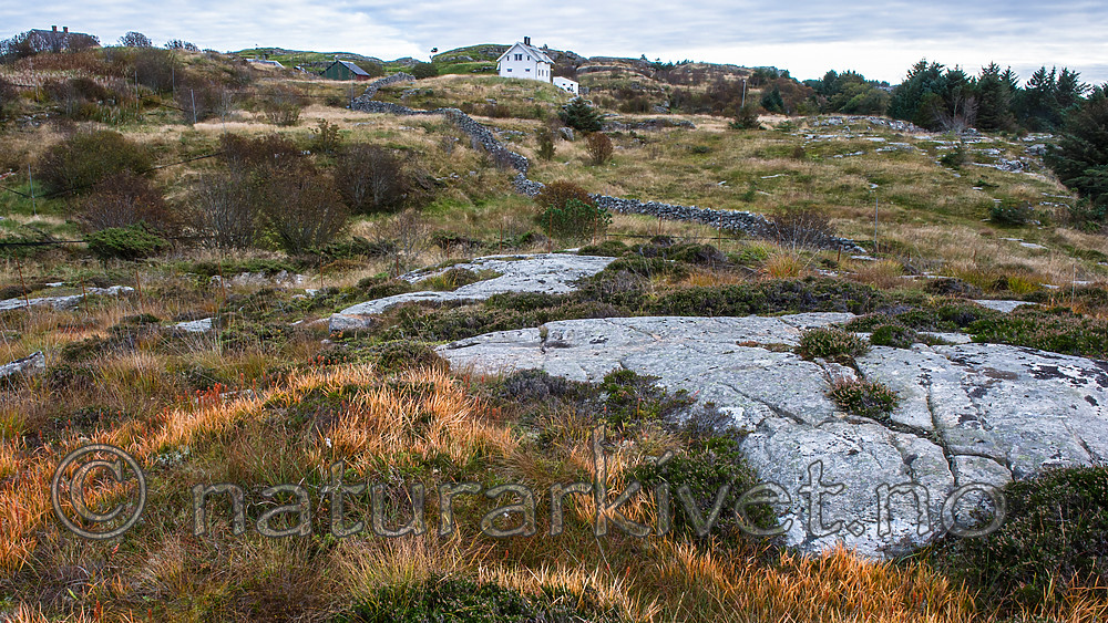 BB 15 0336 / Picea sitchensis / Sitkagran