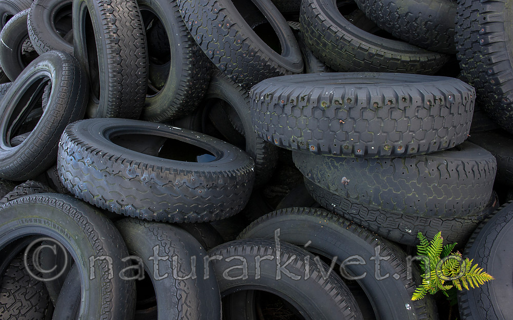 BB 15 0340 / Pteridium aquilinum / Einstape