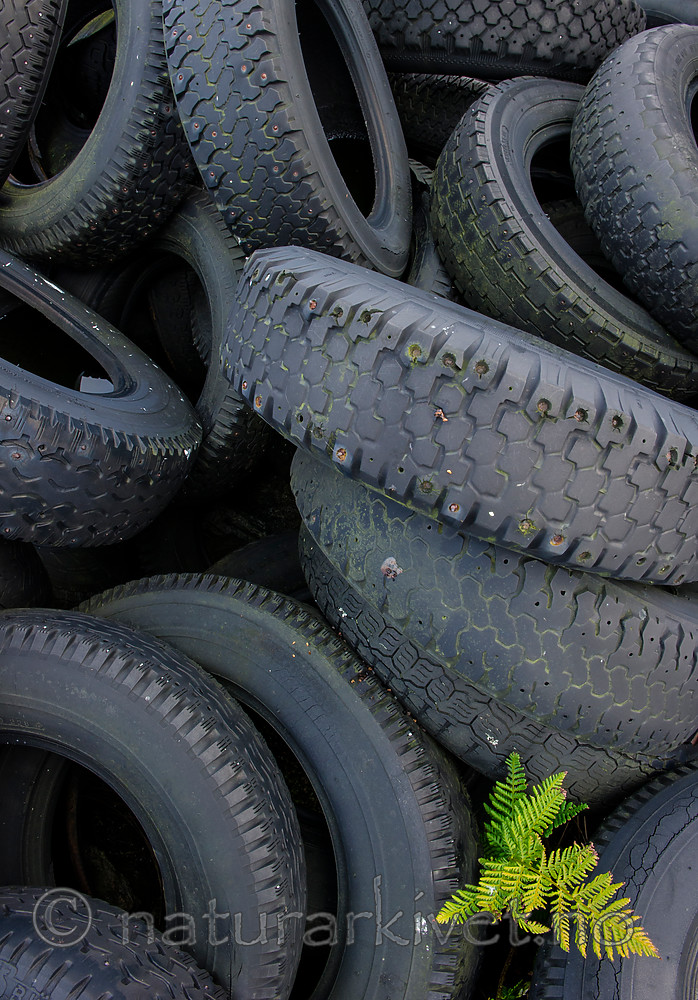 BB 15 0341 / Pteridium aquilinum / Einstape