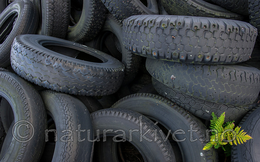 BB 15 0342 / Pteridium aquilinum / Einstape