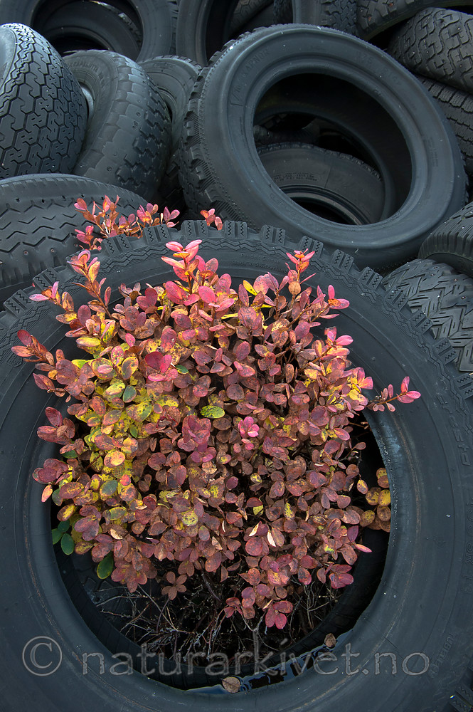BB 15 0346 / Vaccinium myrtillus / Blåbær