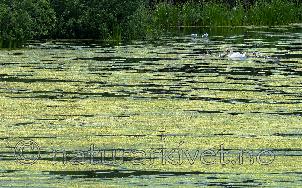BB 15 0350 / Chroicocephalus ridibundus / Hettemåke <br /> Cygnus olor / Knoppsvane <br /> Elodea canadensis / Vasspest