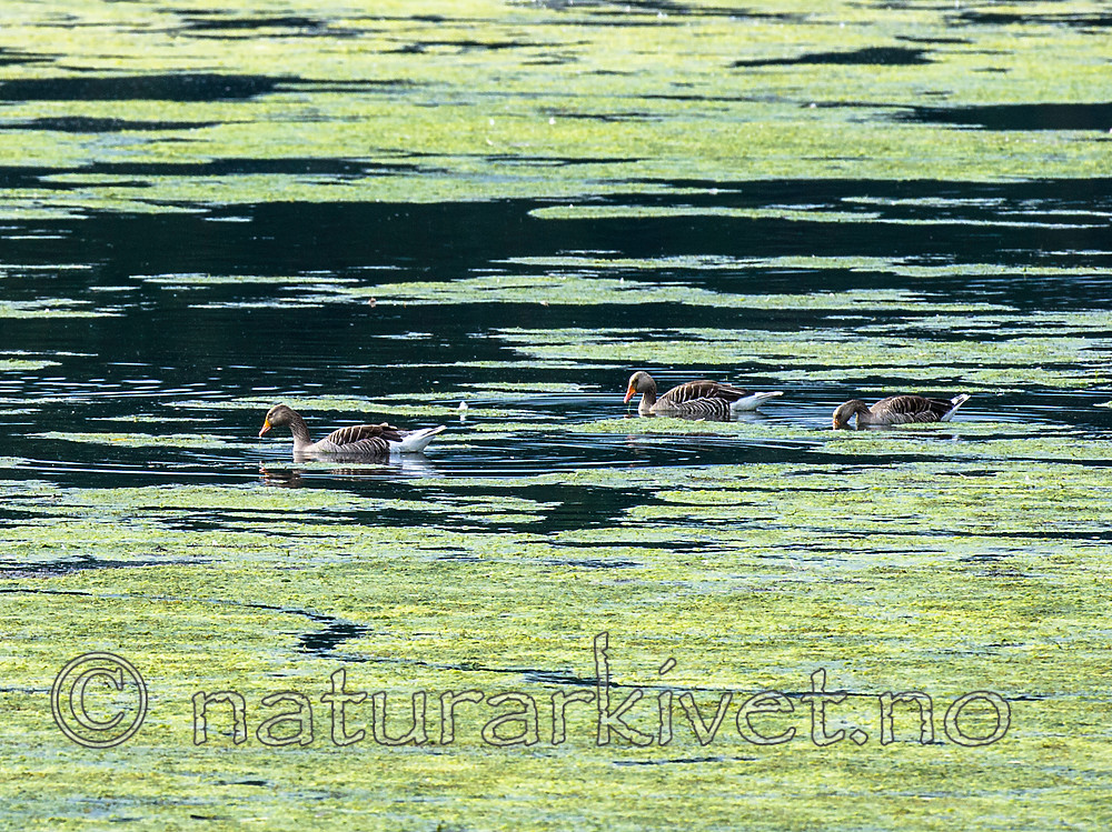 BB 15 0351 / Anser anser / Grågås <br /> Elodea canadensis / Vasspest