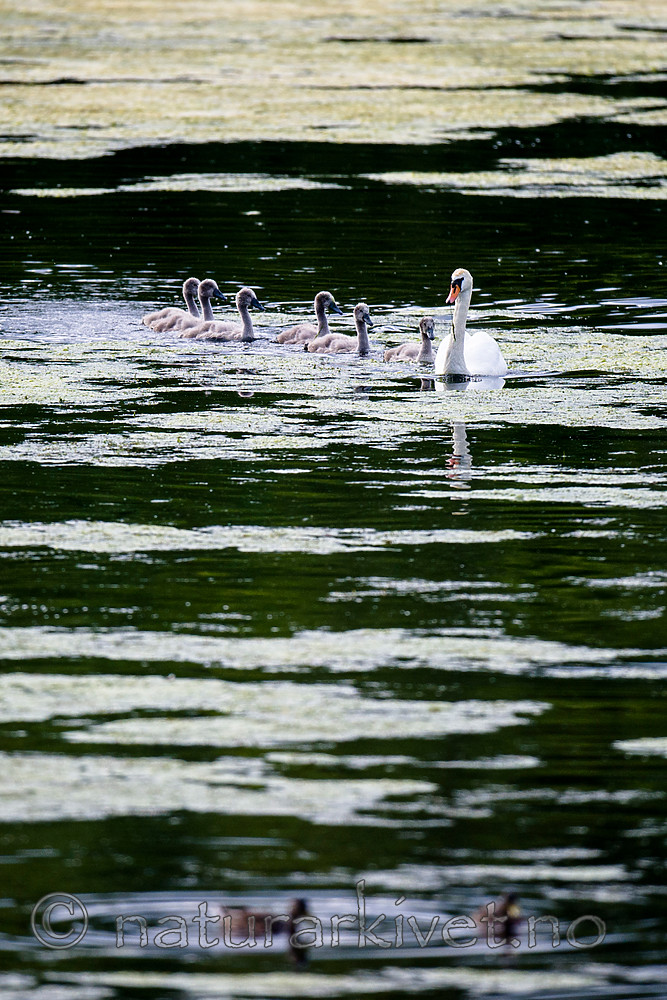BB 15 0355 / Anas platyrhynchos / Stokkand <br /> Cygnus olor / Knoppsvane <br /> Elodea canadensis / Vasspest