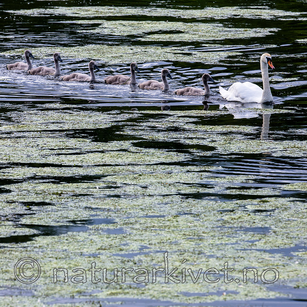 BB 15 0359 / Cygnus olor / Knoppsvane <br /> Elodea canadensis / Vasspest