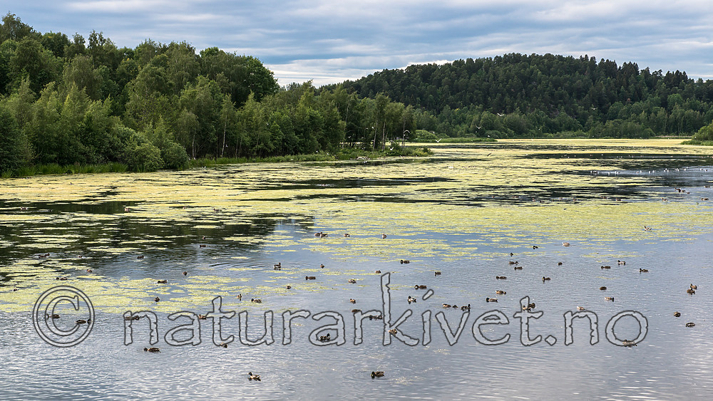 BB 15 0361 / Anas platyrhynchos / Stokkand <br /> Anser anser / Grågås <br /> Aythya fuligula / Toppand <br /> Chroicocephalus ridibundus / Hettemåke <br /> Elodea canadensis / Vasspest <br /> Larus fuscus / Sildemåke