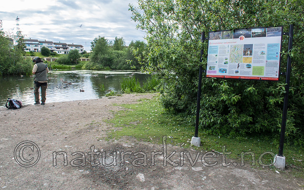 BB 15 0362 / Anas platyrhynchos / Stokkand <br /> Anser anser / Grågås