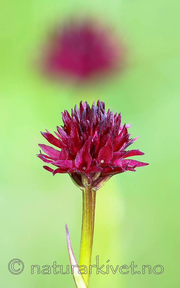 BB 15 0368 / Nigritella nigra / Svartkurle