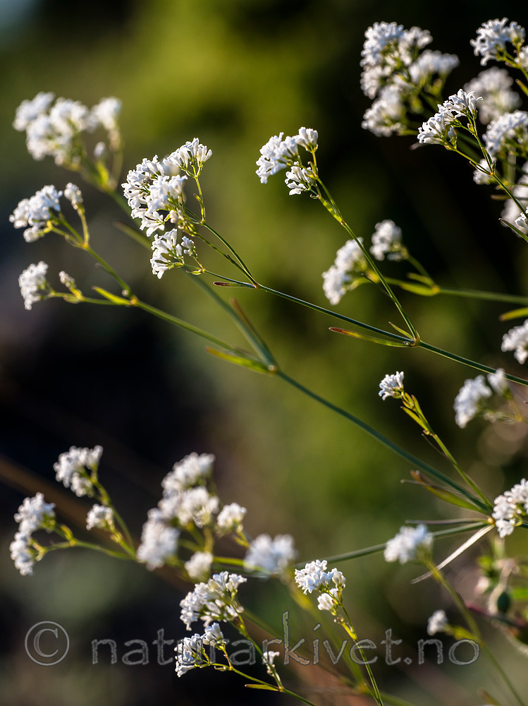 BB 15 0388 / Asperula tinctoria / Fargemyske