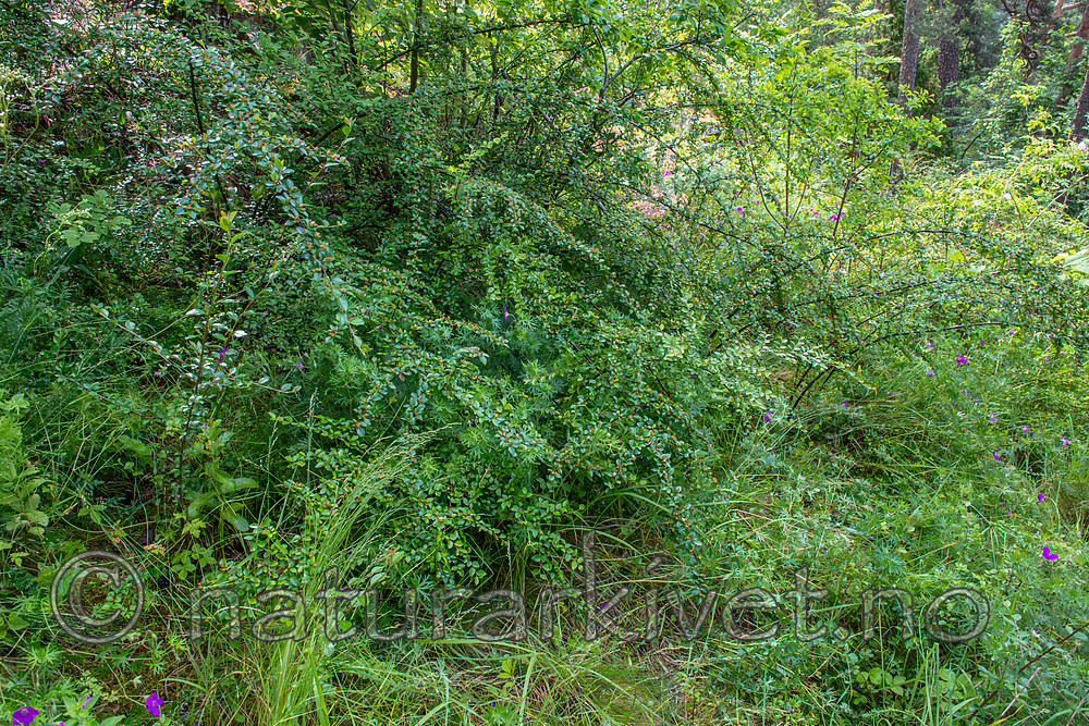 BB 15 0391 / Cotoneaster divaricatus / Sprikemispel <br /> Geranium sanguineum / Blodstorkenebb