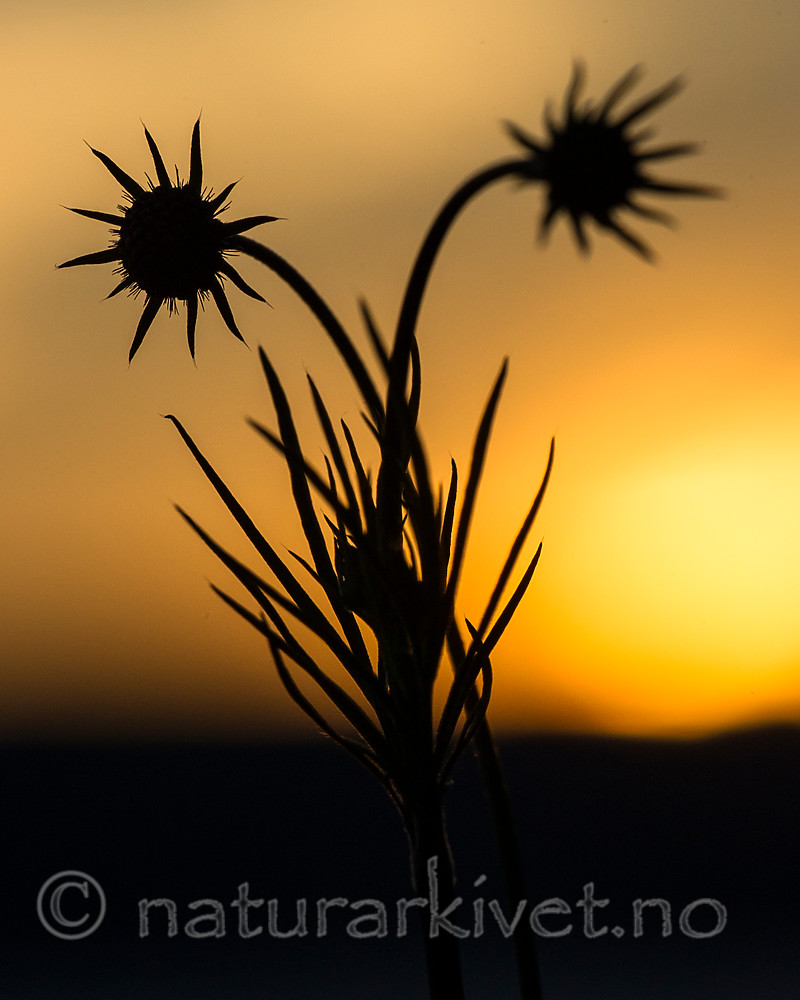 BB 15 0395 / Scabiosa columbaria / Bakkeknapp