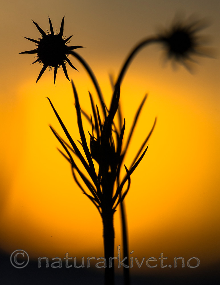 BB 15 0396 / Scabiosa columbaria / Bakkeknapp