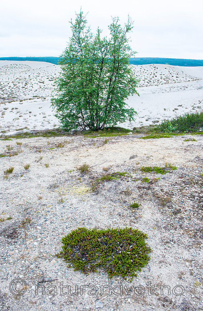 BB 15 0406 / Betula pubescens / Bjørk <br /> Calluna vulgaris / Røsslyng