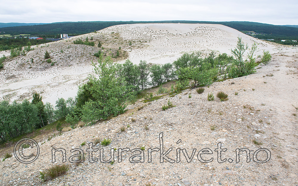 BB 15 0407 / Betula pubescens / Bjørk