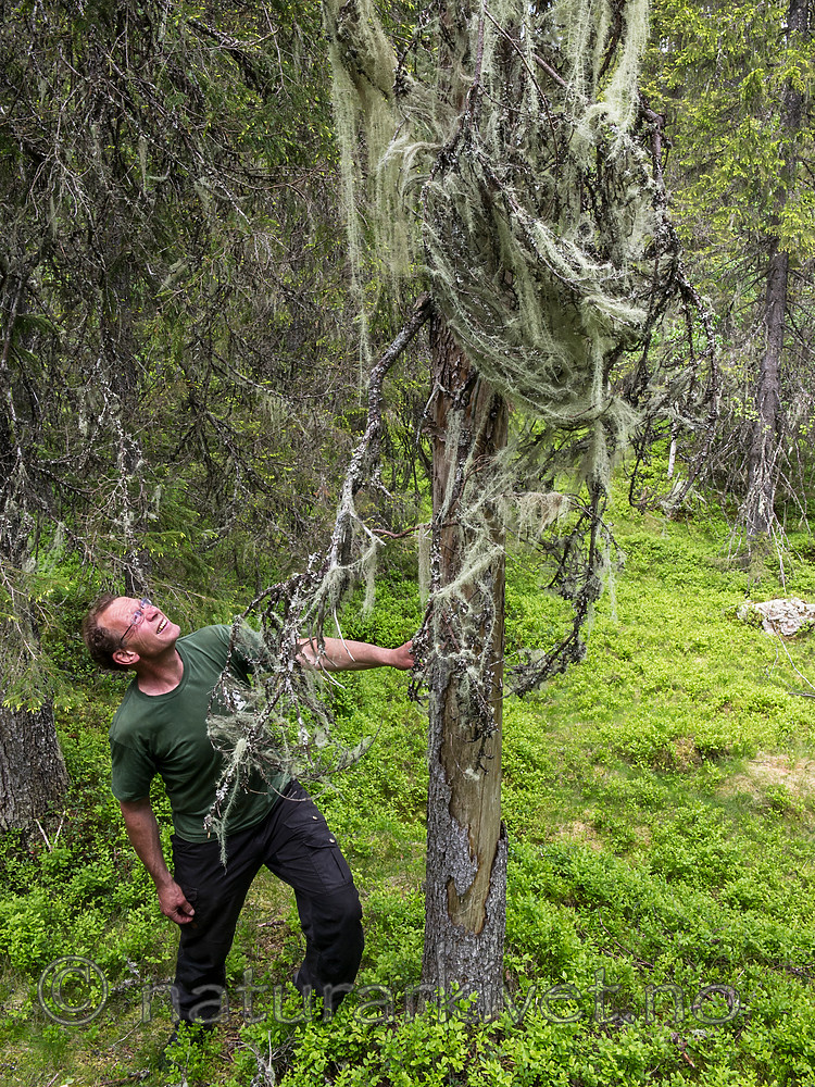 BB 15 0419 / Picea abies / Gran <br /> Usnea longissima / Huldrestry