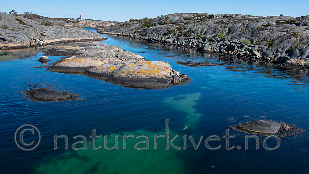 BB 15 0430 / Calluna vulgaris / Røsslyng