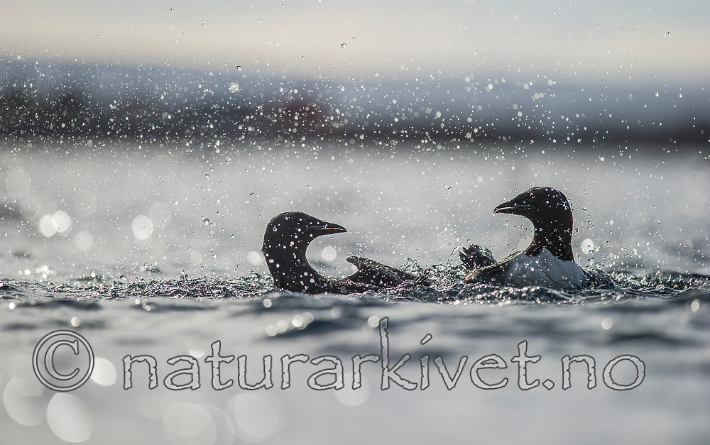 BB 15 0446 / Uria lomvia / Polarlomvi