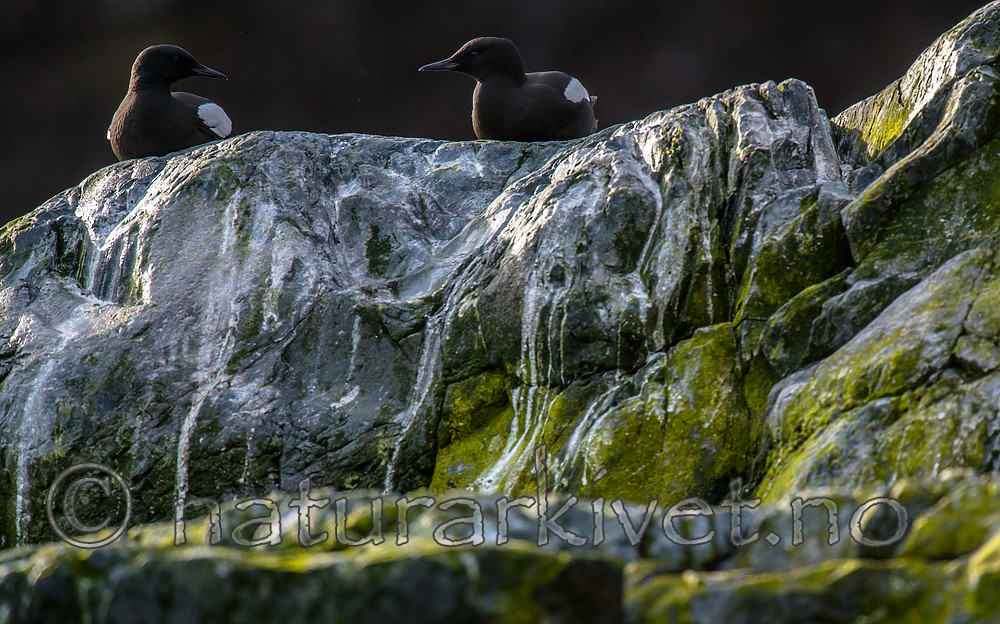 BB 15 0448 / Cepphus grylle / Teist