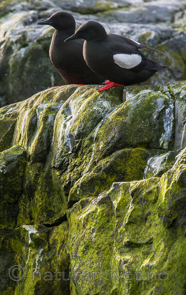 BB 15 0449 / Cepphus grylle / Teist