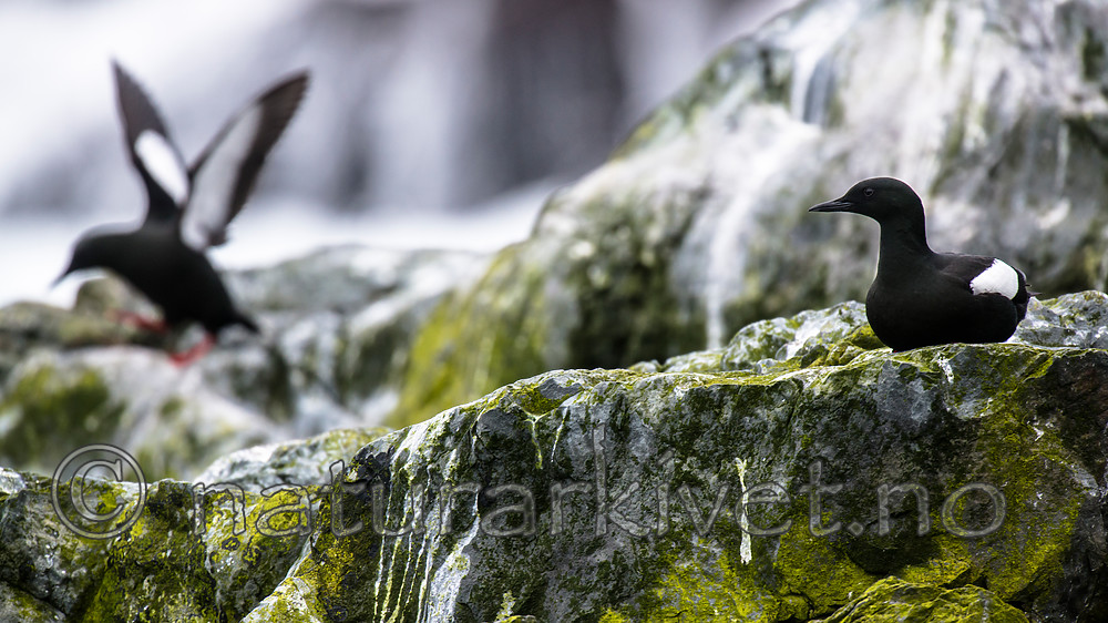 BB 15 0451 / Cepphus grylle / Teist