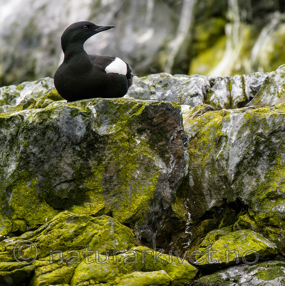 BB 15 0452 / Cepphus grylle / Teist