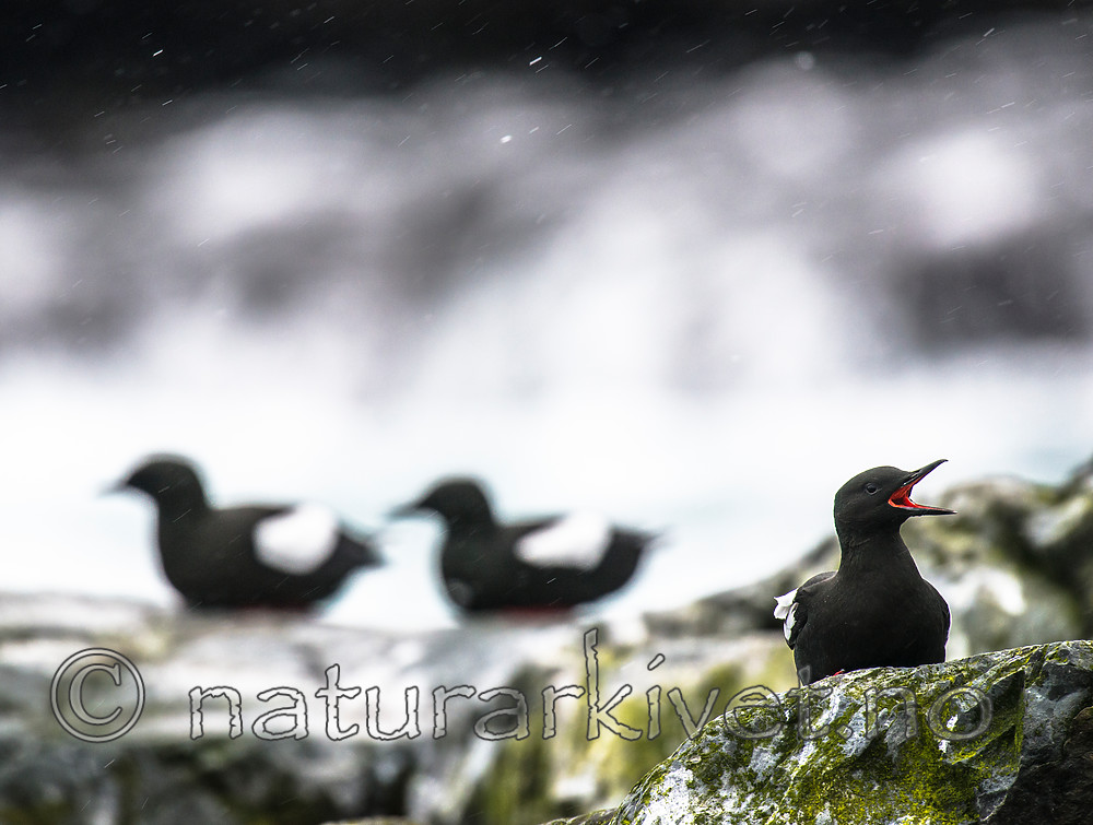 BB 15 0454 / Cepphus grylle / Teist