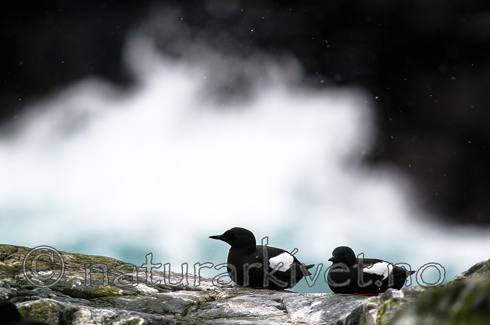 BB 15 0456 / Cepphus grylle / Teist