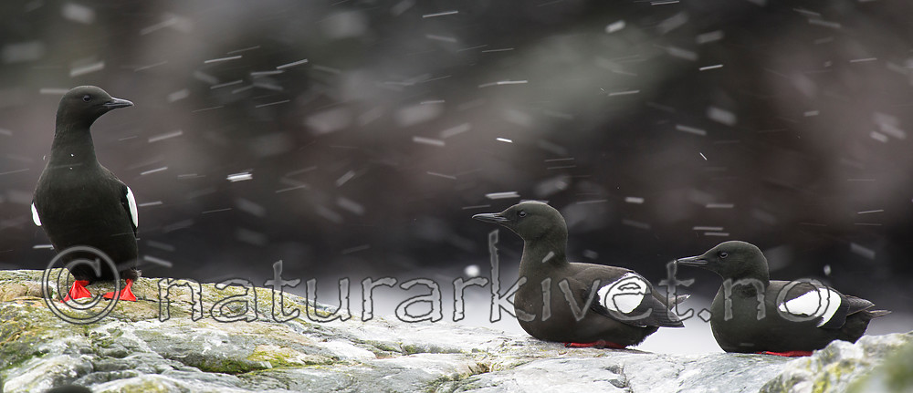 BB 15 0460 / Cepphus grylle / Teist